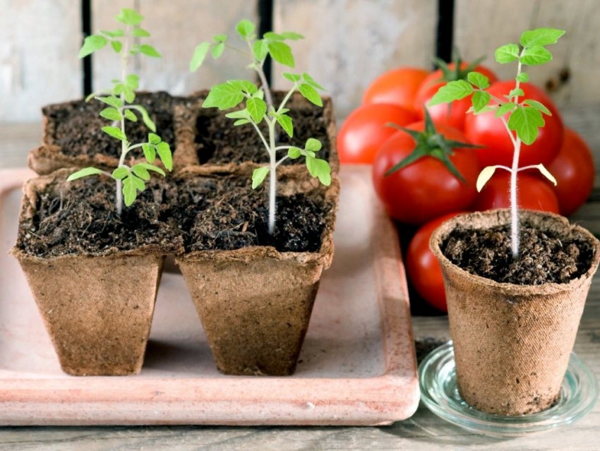 Що потрібно сіяти в березні на розсаду