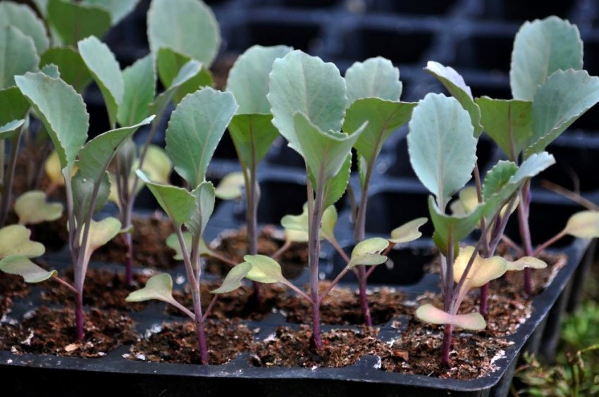 Що потрібно сіяти в березні на розсаду