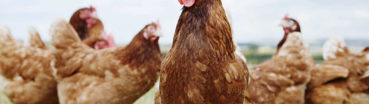 Птахівництво в Зімбабве переживає спад