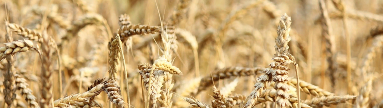 Прогноз для Канади: збільшення врожаю пшениці і зменшення обсягів каноли в 2020-2021 році