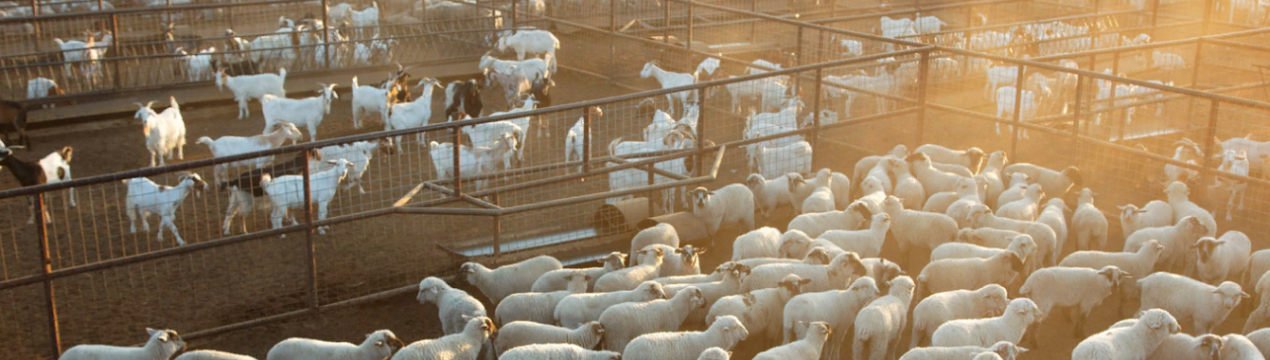 Домашня худоба у США: свині об'єдналися в надії на експорт в Китай