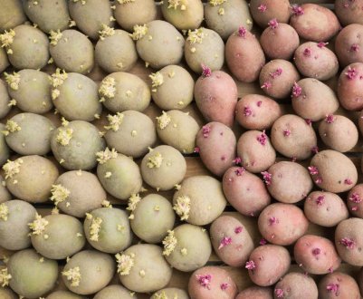 Яровизація картоплі: що це таке і навіщо вона потрібна?