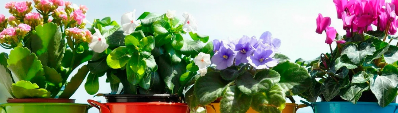 Як правильно і коли пересаджувати кімнатні рослини