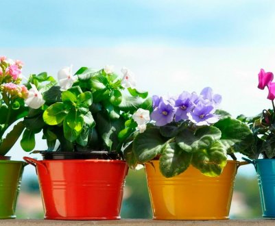 Як правильно і коли пересаджувати кімнатні рослини