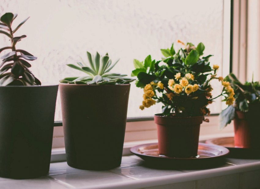 Як правильно і коли пересаджувати кімнатні рослини Як правильно і коли пересаджувати кімнатні рослини