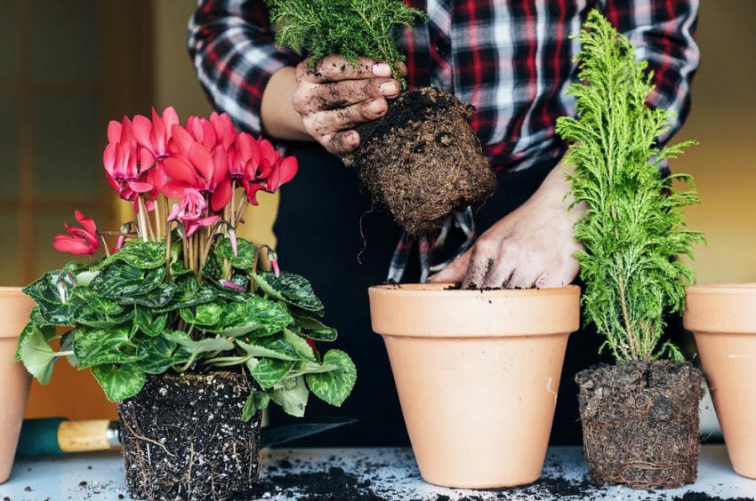 Як правильно і коли пересаджувати кімнатні рослини Як правильно і коли пересаджувати кімнатні рослини
