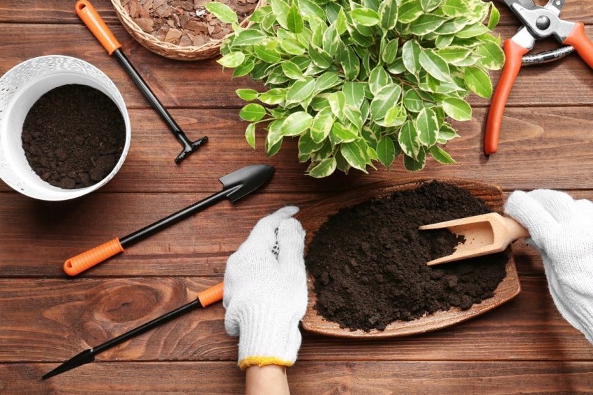 Як правильно і коли пересаджувати кімнатні рослини Як правильно і коли пересаджувати кімнатні рослини