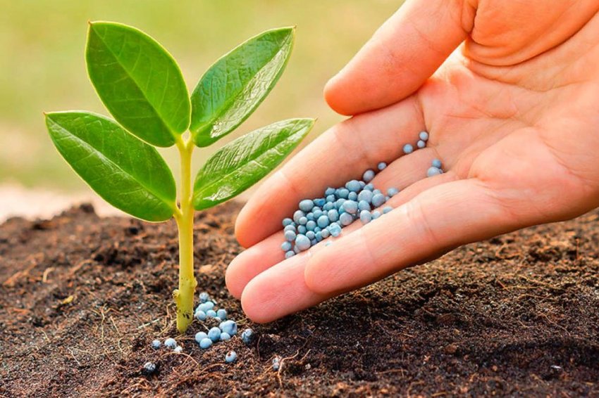 Agro100 та група Phytus укладають технологічне партнерство для розробки нових рішень для бразильського фермера Agro100 та група Phytus укладають технологічне партнерство для розробки нових рішень для бразильського фермера