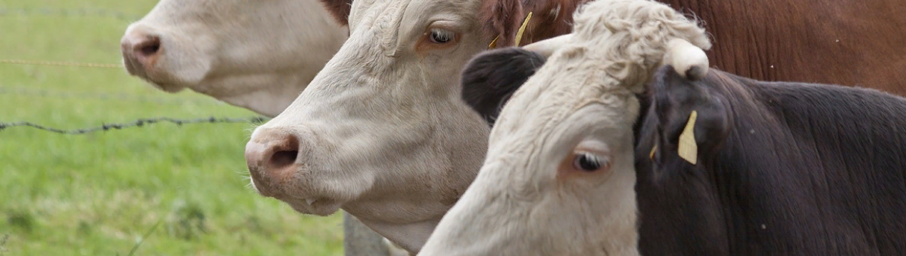 Рекордний зріст компанії Progressive Beef