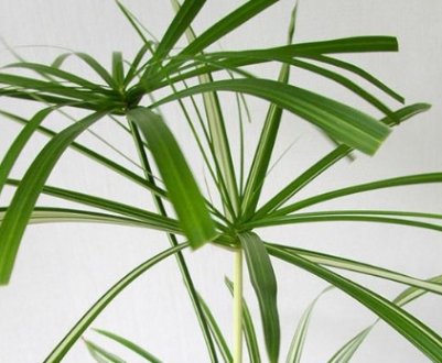 Як доглядати за циперус в домашніх умовах