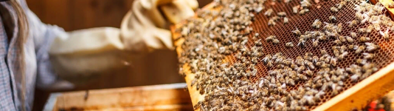 Проблема зменшення популяції бджіл в Кенії