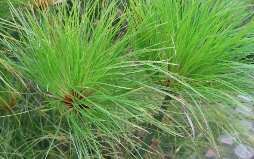 Циперус папірус Циперус папірус