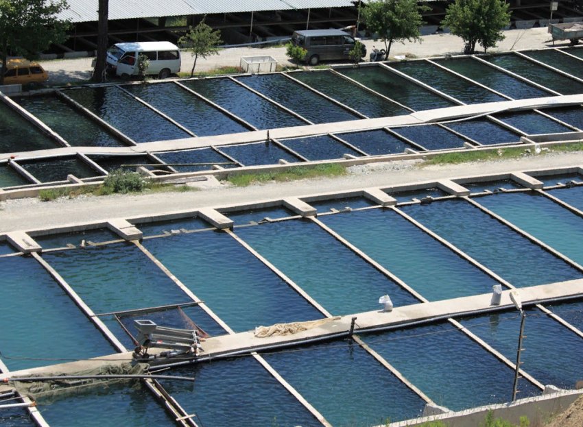 Adisseo та Calysta створюють спільне підприємство з виробництва білкового замінника в Китаї