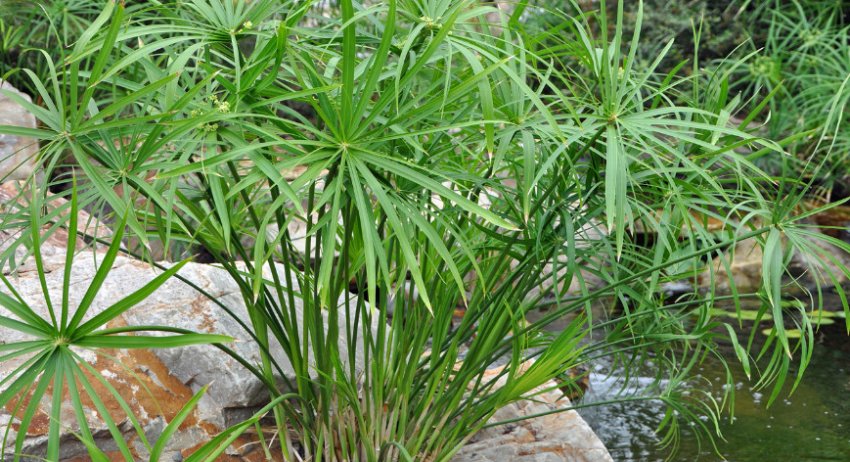 Очереднолістний циперус Очереднолістний циперус