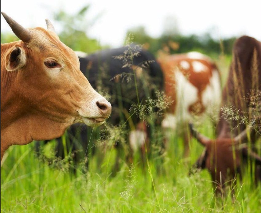 Нова група з клімату м'ясного сектору дослідить викиди шотландських молочників Нова група з клімату м'ясного сектору дослідить викиди шотландських молочників