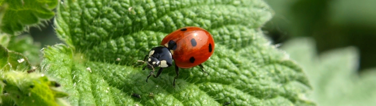 Комахи, корисні для саду та городу