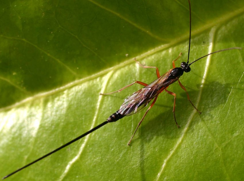 Корисні комахи для городу та саду Корисні комахи для городу та саду