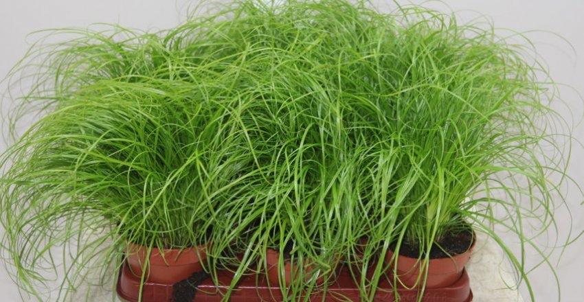 Циперус Зумула Циперус Зумула