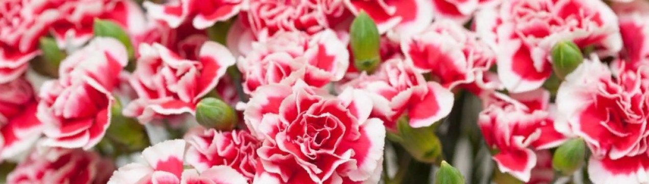 Гвоздика Шабо: посадження, догляд