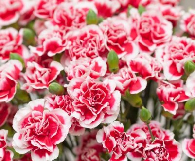 Гвоздика Шабо: посадження, догляд