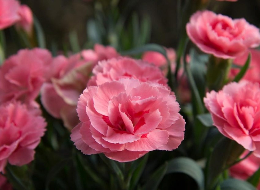 Клінія Шабо: посадка, догляд