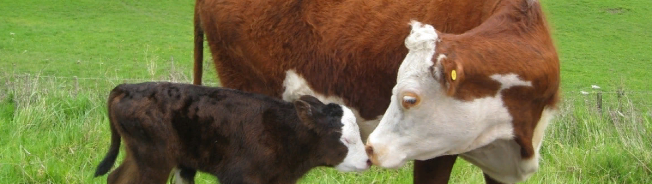 Підготовка до сезону готелю