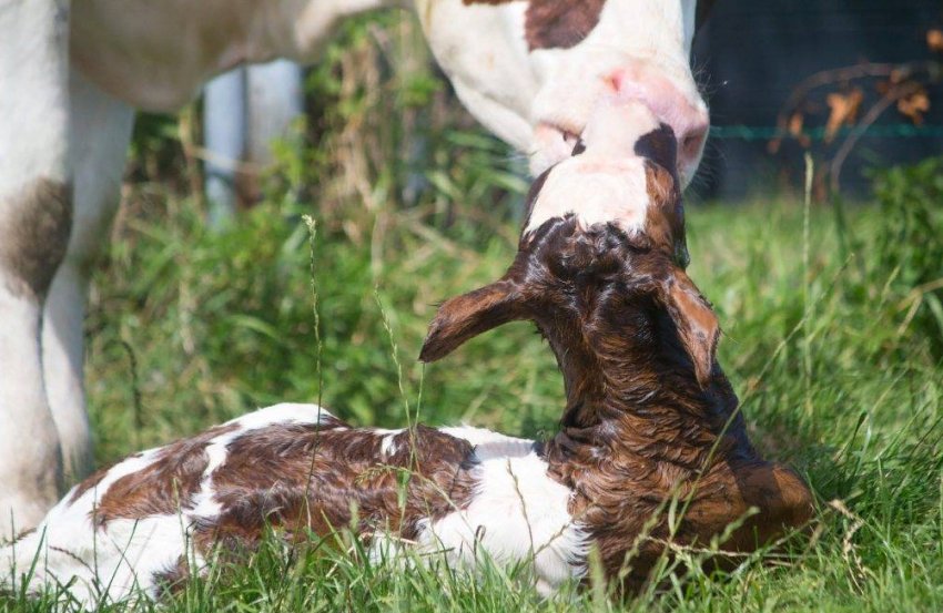 Підготовка до сезону відкоту