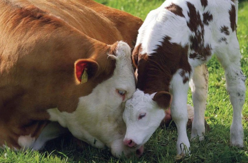 Підготовка до сезону відкоту