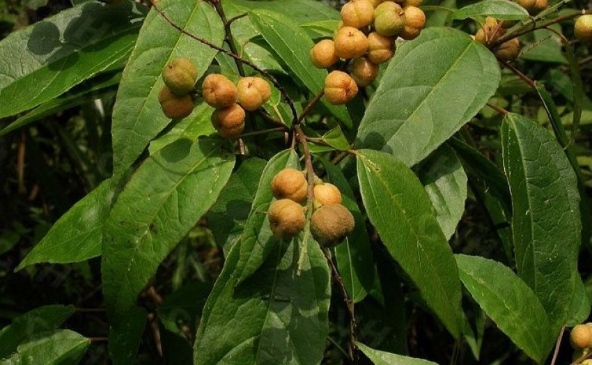 Кротон проносний