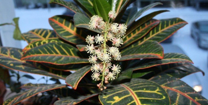 Кротон каскарильный