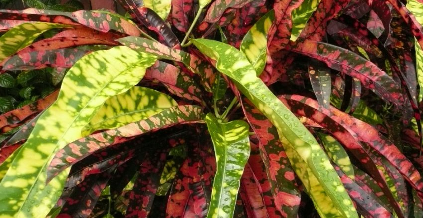 Кротон драконових