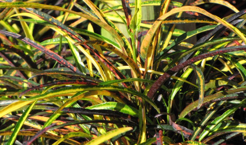 Кротон колючеплодный