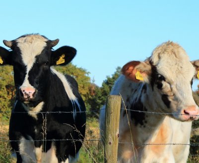 Критерії підбору клички для корови