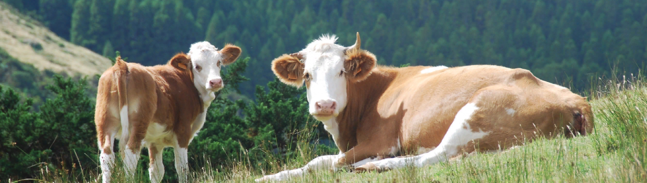 Тенденції на 2020 рік у м’ясній промисловості Канади