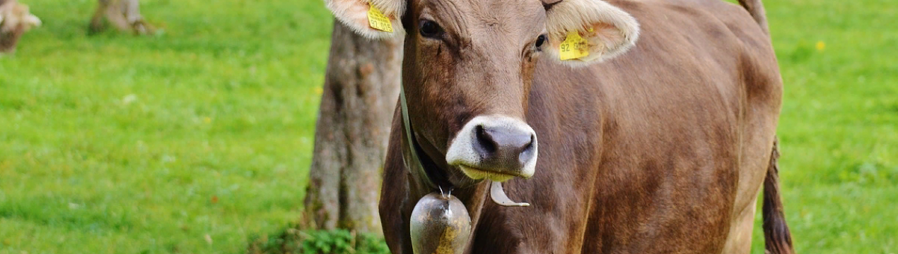 Вручення нагород власникам "супер-корови"