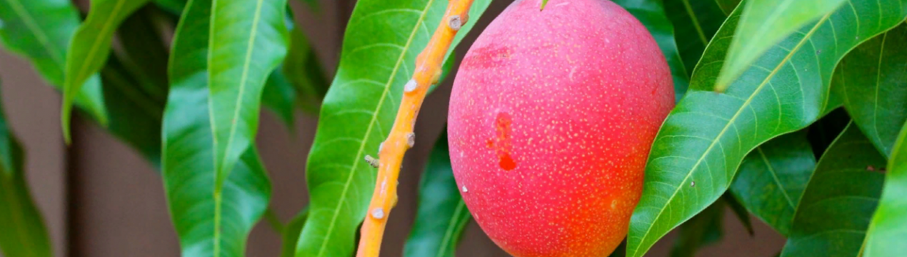 Короткі новини про проблеми вирощування манго в Кенії