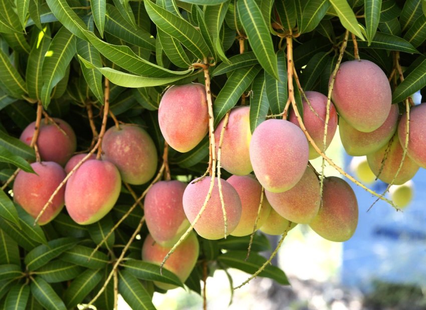 Короткі новини про проблеми вирощування манго в Кенії Короткі новини про проблеми вирощування манго в Кенії