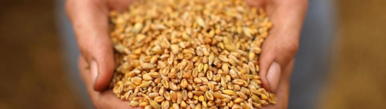 Плановий період закупівлі пшениці в провінції Синд у 2020 році