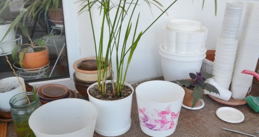 Пересадка Пересадка