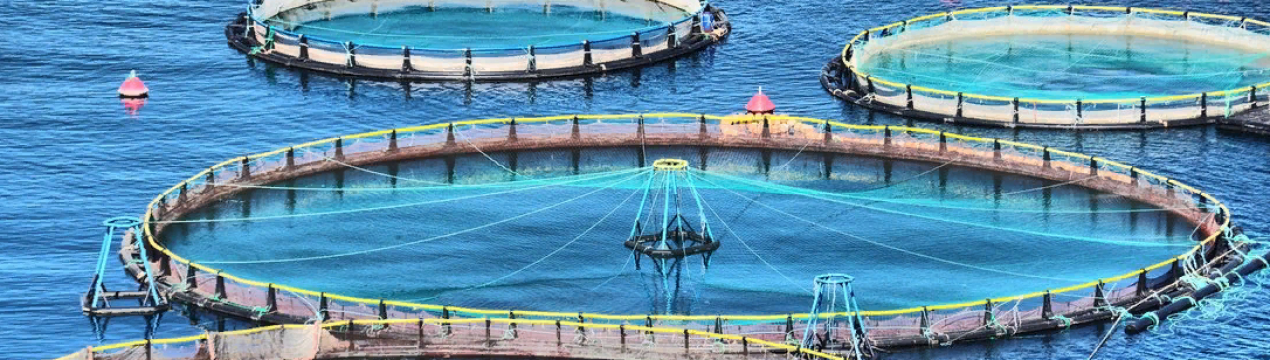 Лососева ферма запланувала для Саудівської Аравії футуристичне мегаполіс вартістю 500 мільярдів доларів