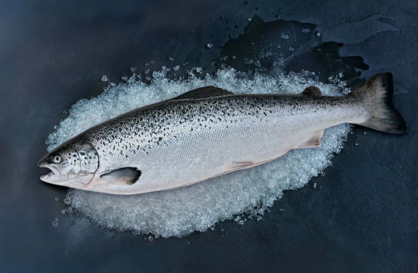 Лососева ферма запроектувала для Саудівської Аравії футуристичне місто вартістю 500 мільярдів доларів Лососева ферма запроектувала для Саудівської Аравії футуристичне місто вартістю 500 мільярдів доларів