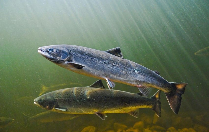 Лососева ферма запланувала для Саудівської Аравії футуристичне мегаполіс вартістю 500 мільярдів доларів Лососева ферма запланувала для Саудівської Аравії футуристичне мегаполіс вартістю 500 мільярдів доларів