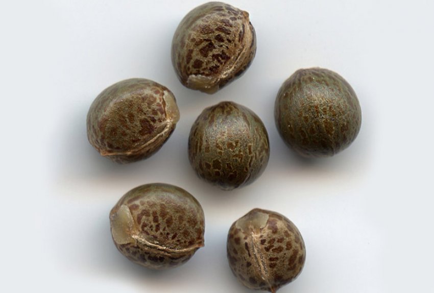 Розмноження кротона