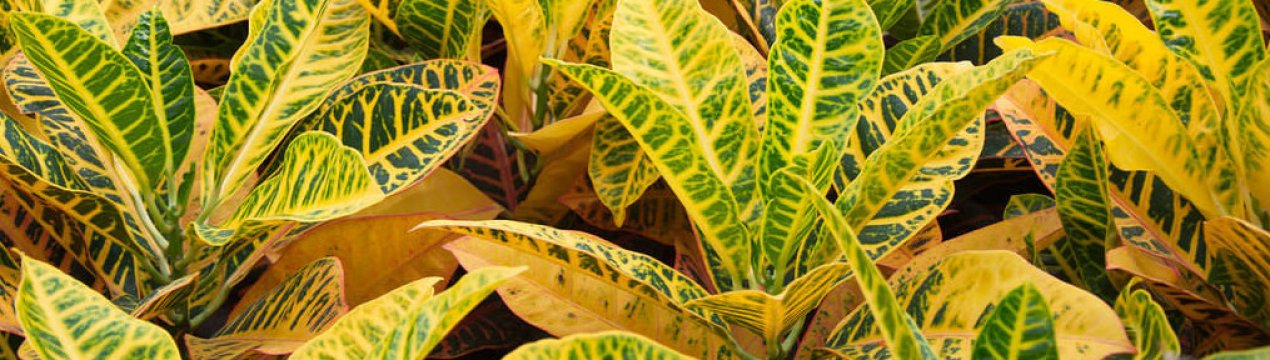 Кротон: види, особливості догляду