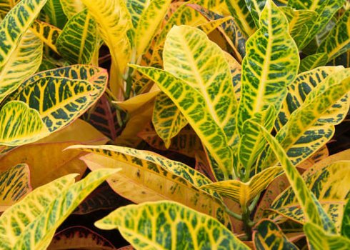 Кротон: виды, особенности ухода