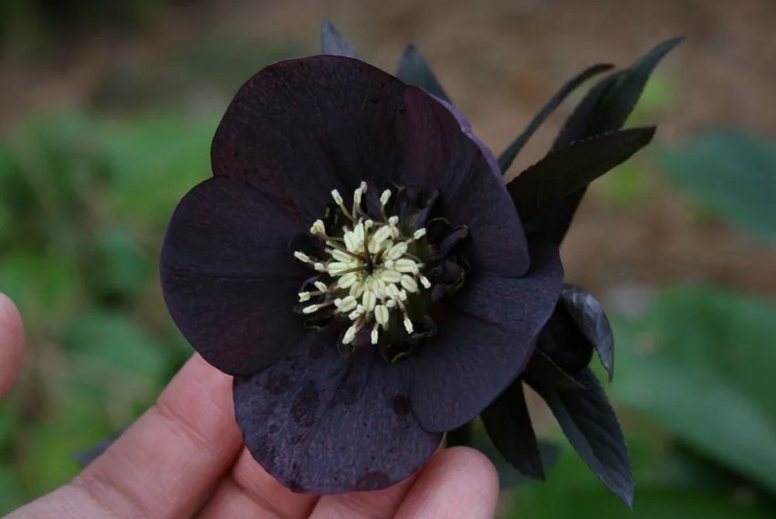 Квіти у саду ранньої весни: що посадити і як доглядати Квіти у саду ранньої весни: що посадити і як доглядати