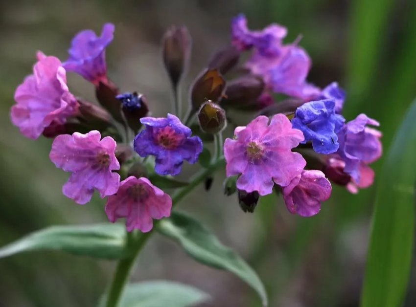 Квіти у саду ранньої весни: що посадити і як доглядати Квіти у саду ранньої весни: що посадити і як доглядати