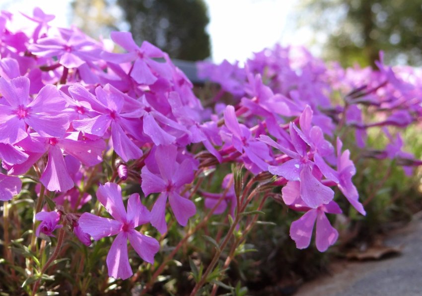 Квіти у саду ранньої весни: що посадити і як доглядати Квіти у саду ранньої весни: що посадити і як доглядати