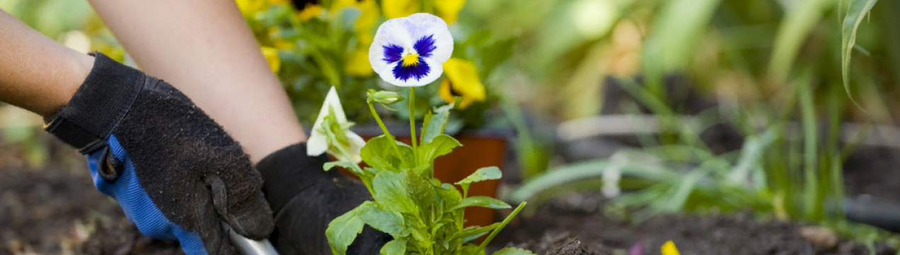 Квіти у саду на початку весни: що посадити й як доглядати