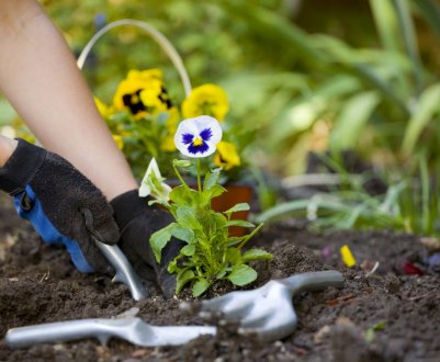 Квіти у саду на початку весни: що посадити й як доглядати
